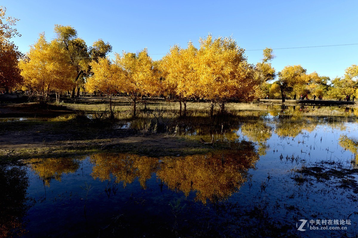 金秋金塔沙漠胡杨林