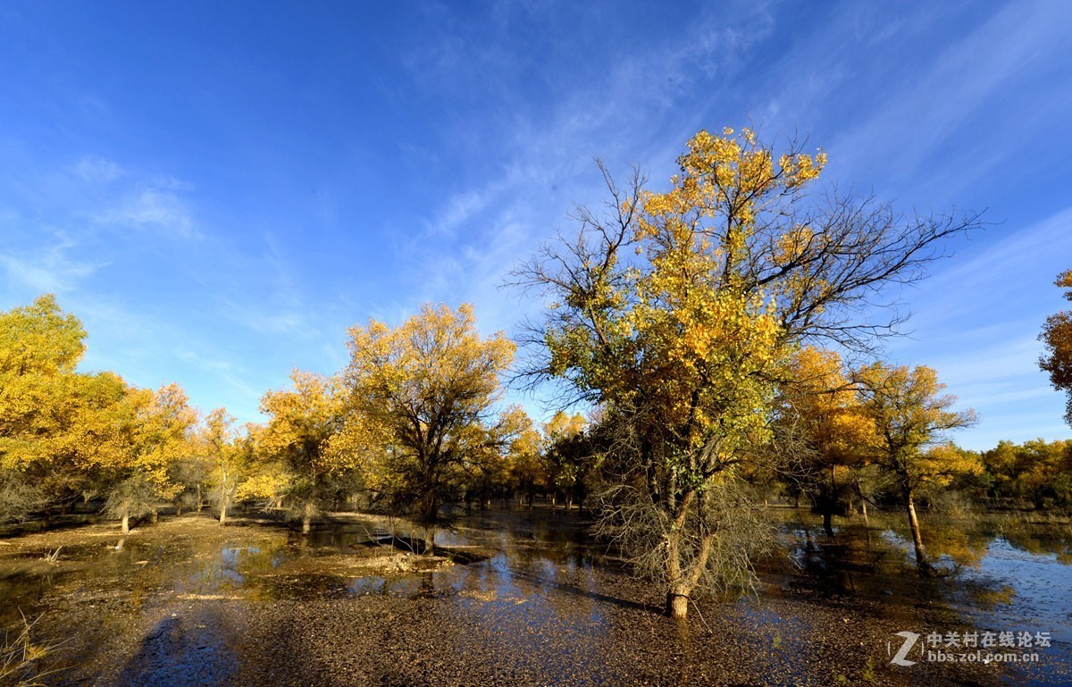 金秋金塔沙漠胡杨林