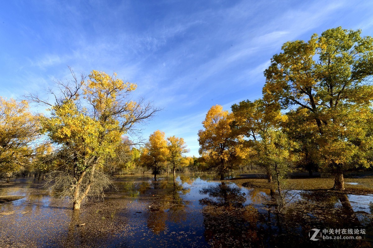 金秋金塔沙漠胡杨林