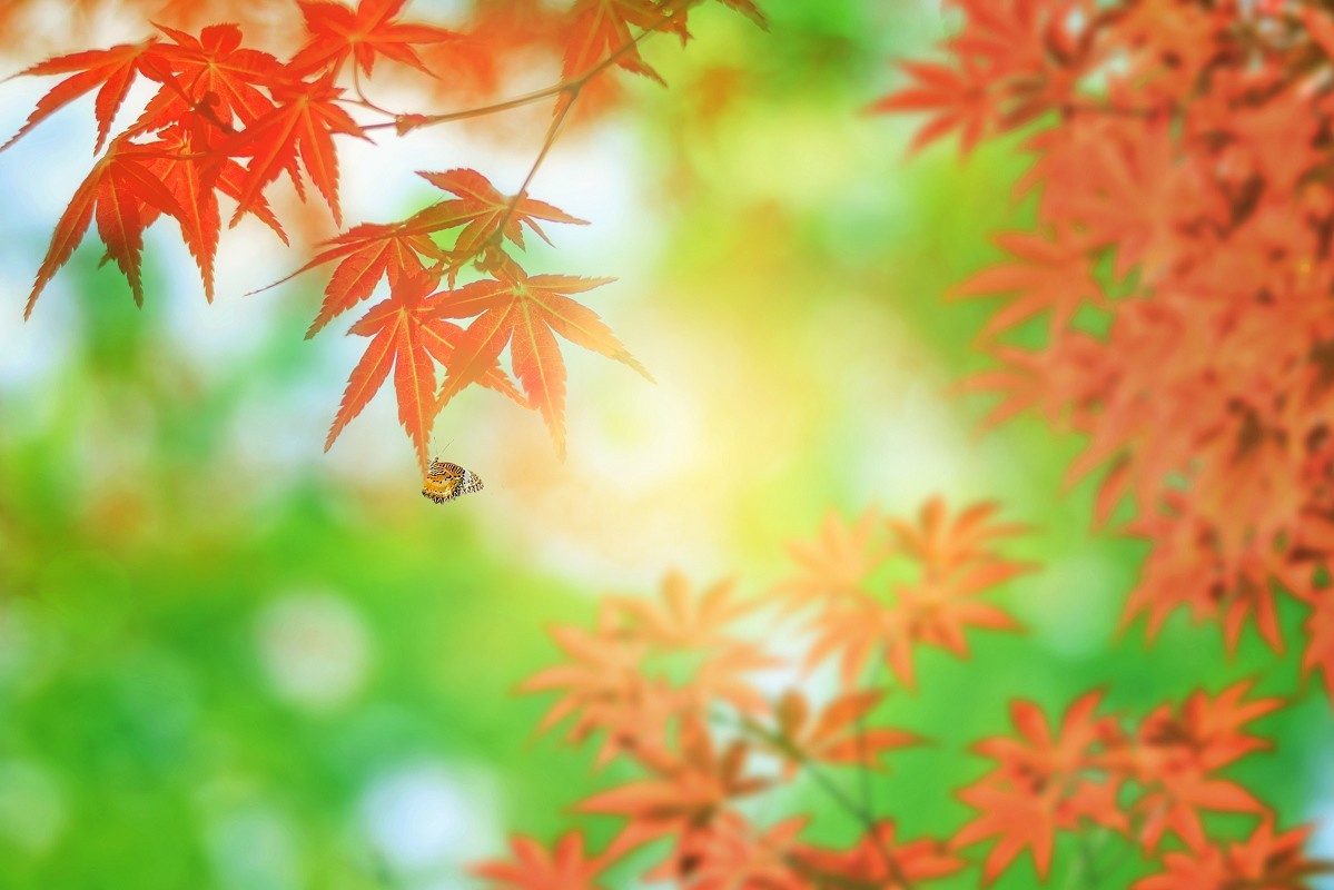 #佳能月赛-一叶知秋#+秋韵