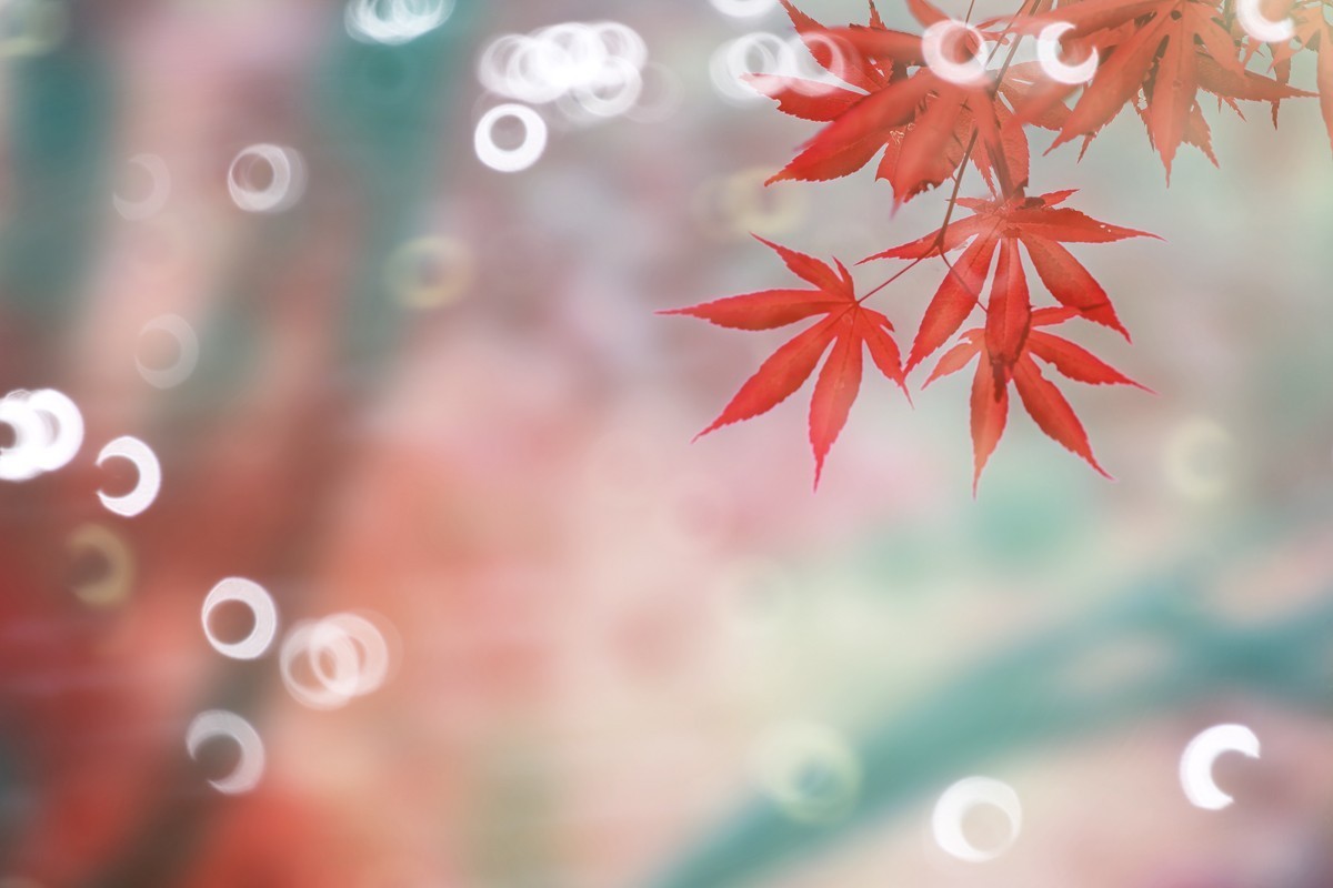 #佳能月赛-一叶知秋#+秋韵