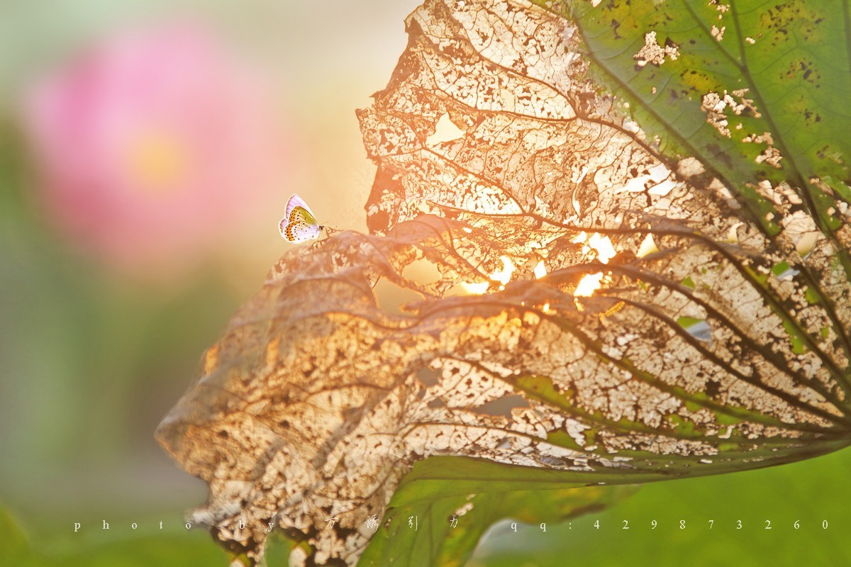 #佳能月赛-一叶知秋#+秋韵