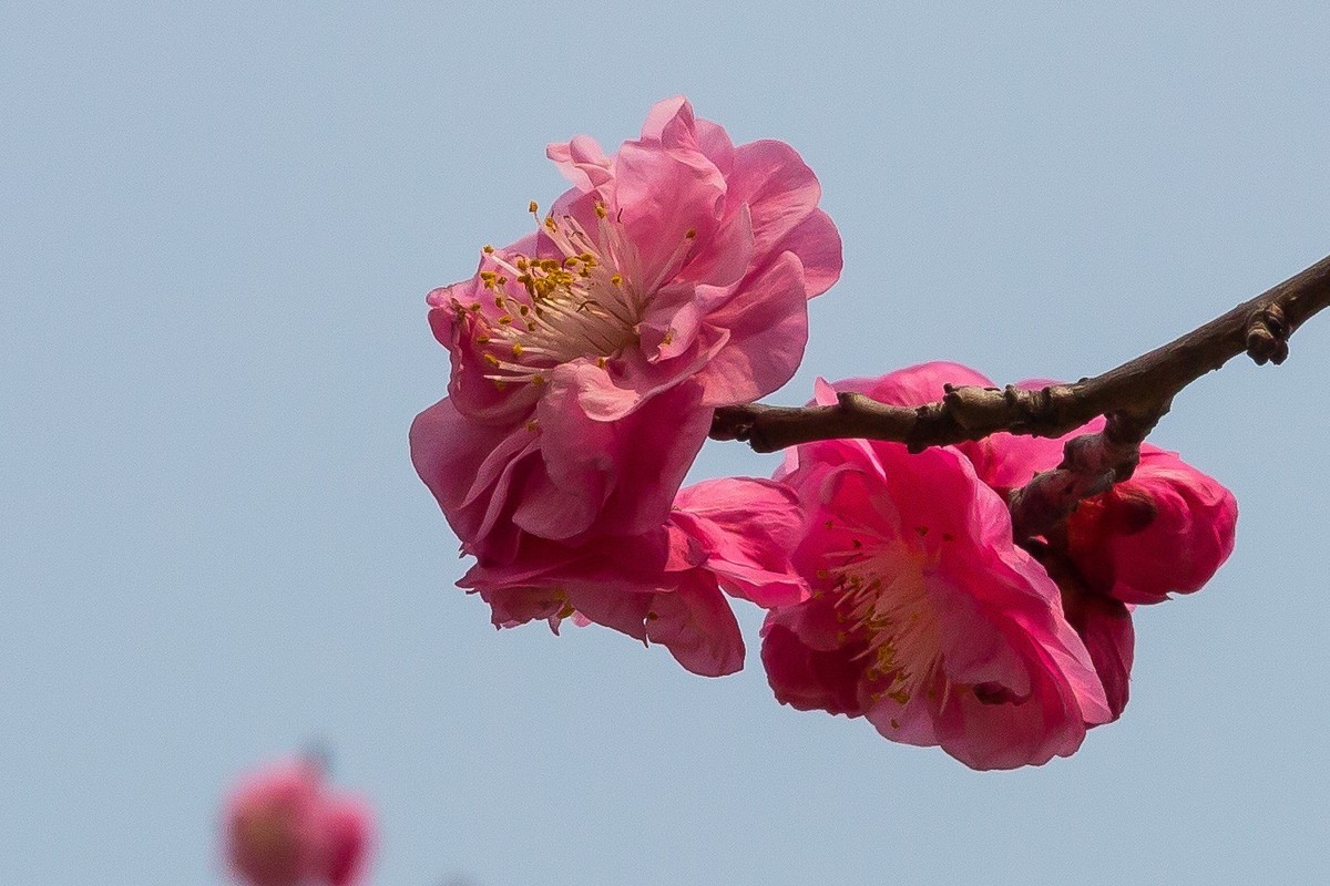 红梅花儿开(全部裁减了的图片)