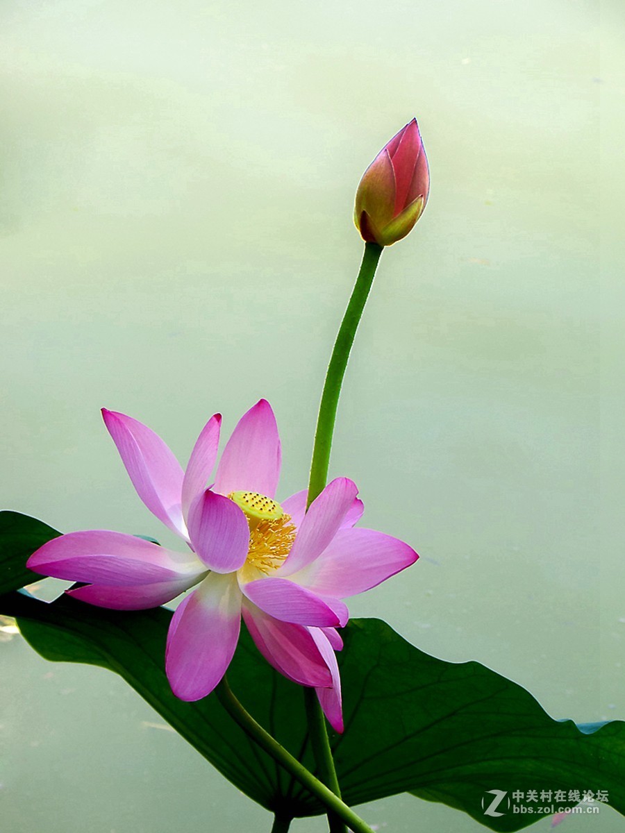 ＜夏荷＞