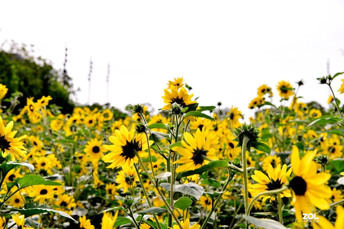向阳花-喜气洋洋迎新春