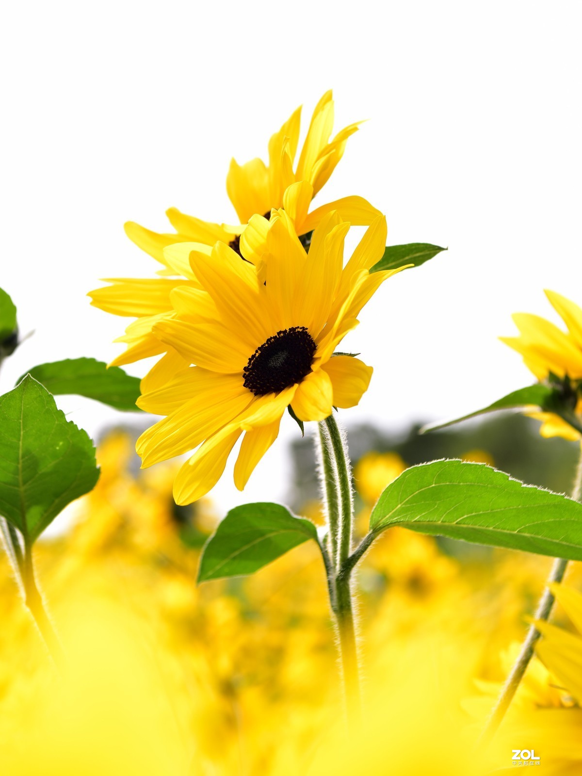 向阳花-喜气洋洋迎新春