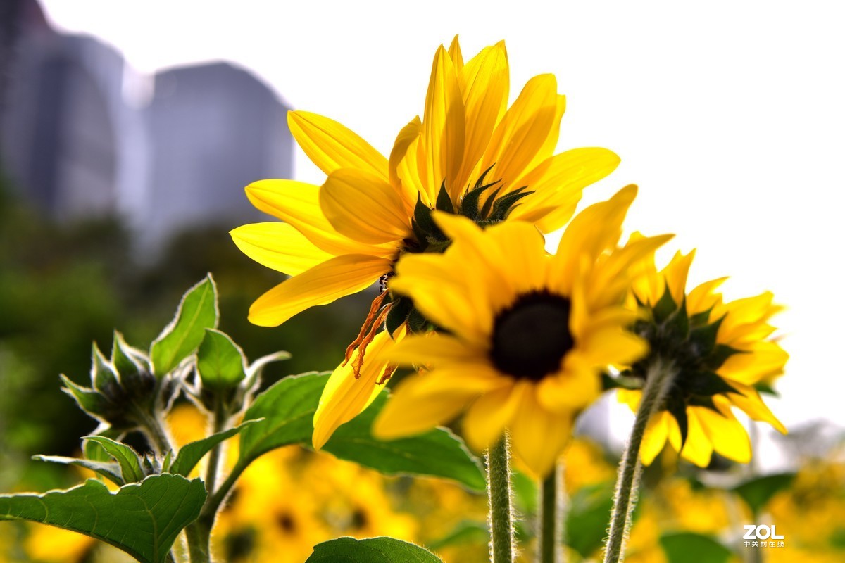 向阳花-喜气洋洋迎新春