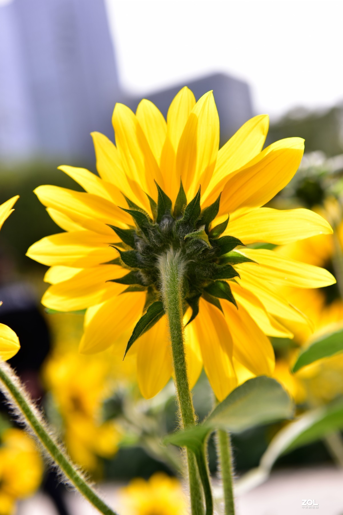 向阳花-喜气洋洋迎新春