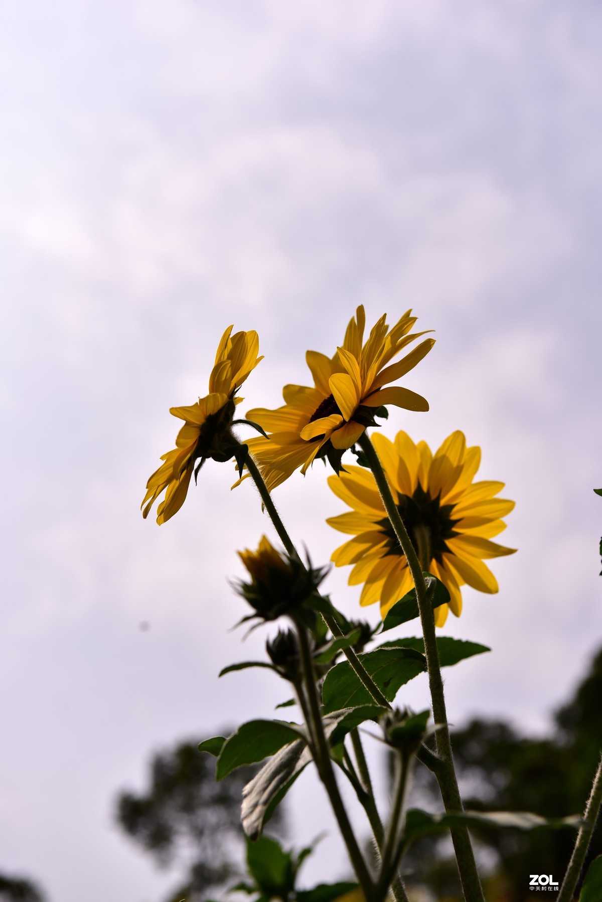 向阳花-喜气洋洋迎新春