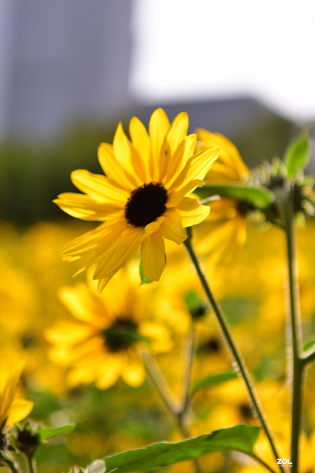 向阳花-喜气洋洋迎新春