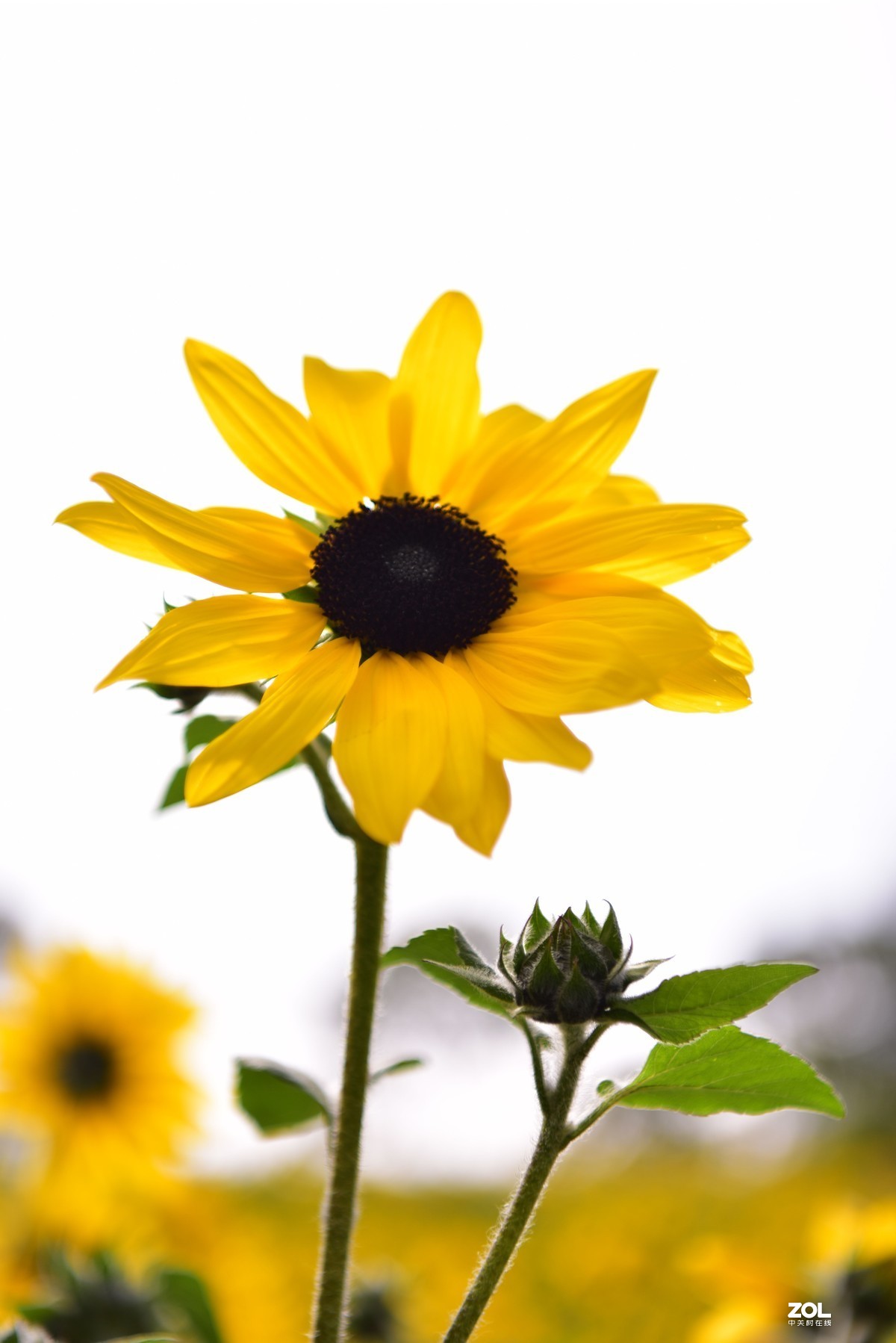 向阳花-喜气洋洋迎新春