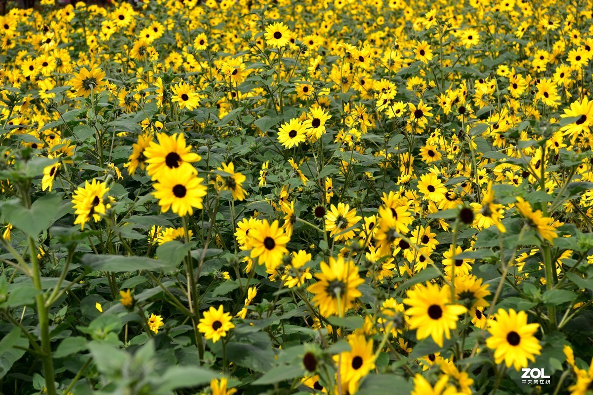 向阳花-喜气洋洋迎新春