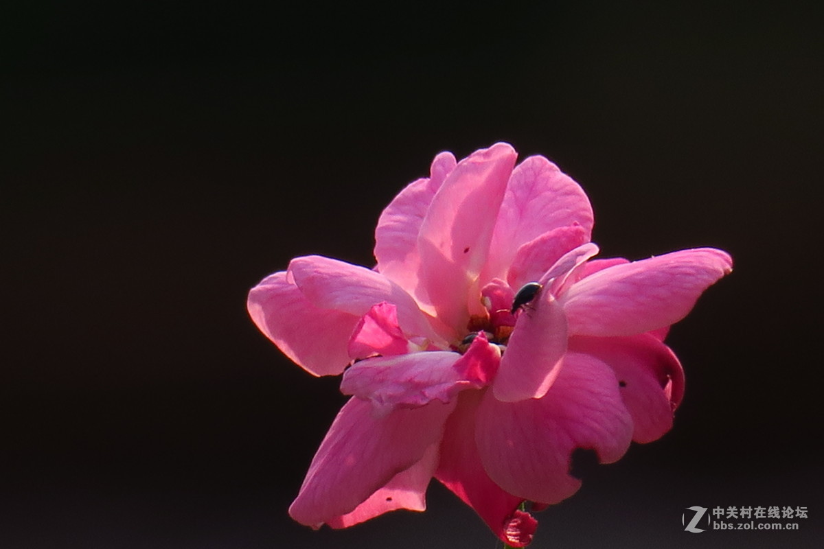 小花---三
