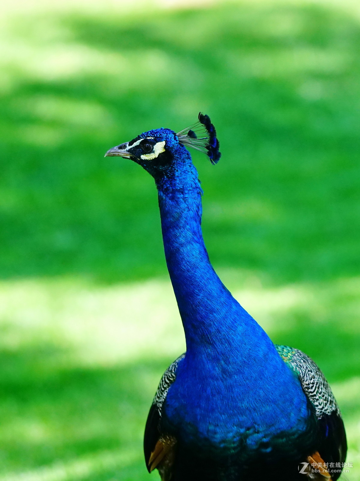 紫玉山庄放野的孔雀