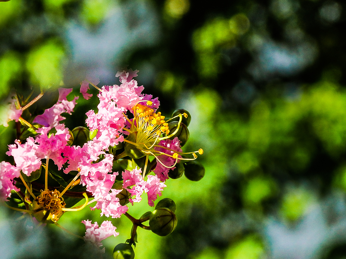 2016-07-27紫薇花-中关村在线摄影论坛