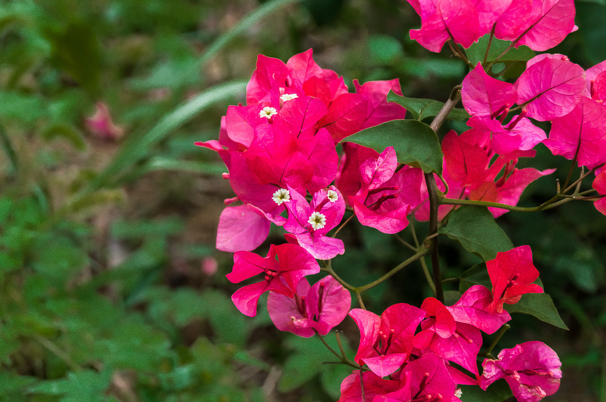 20161014洋红三角梅