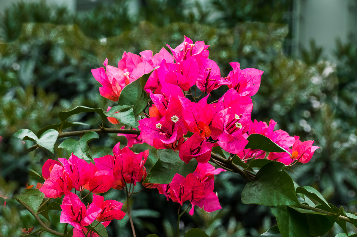 20161014洋红三角梅