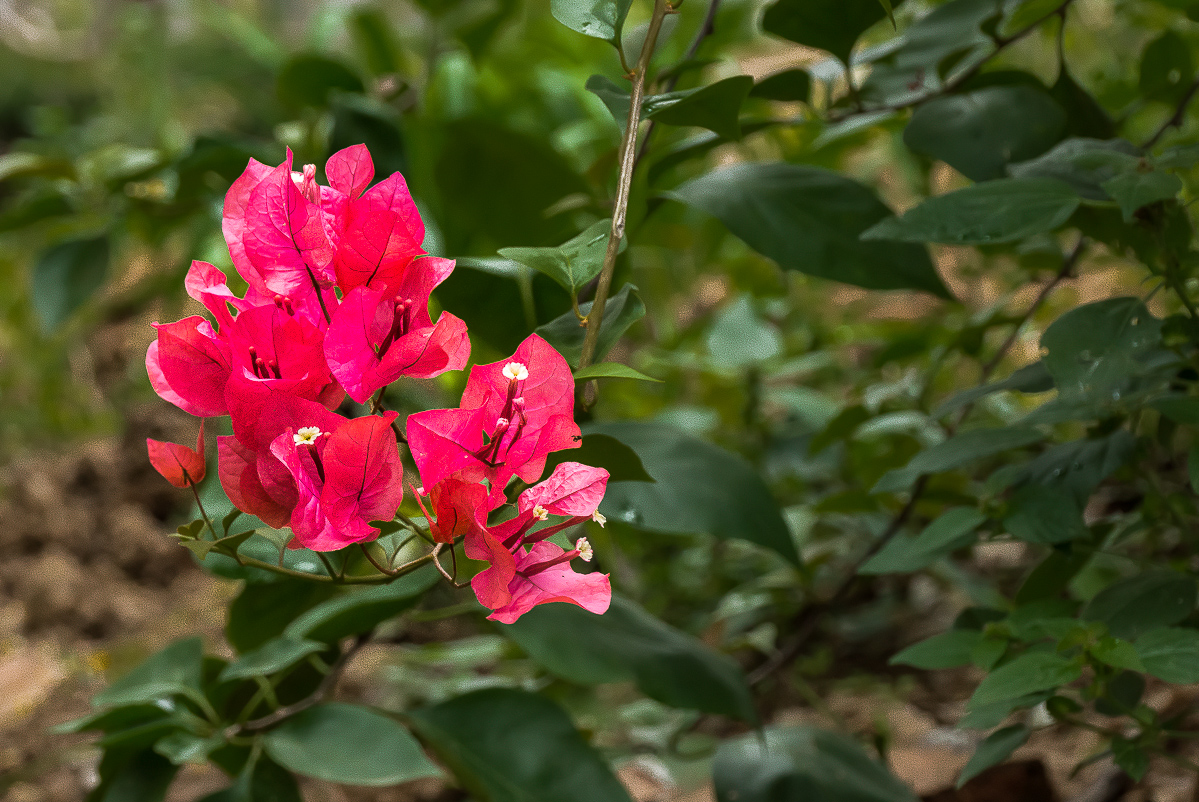 20161014洋红三角梅