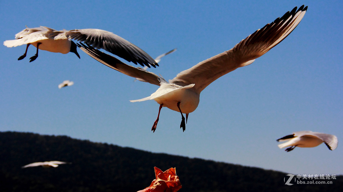 #佳能月赛-人与自然# 清清滇池水，人鸥共和谐。