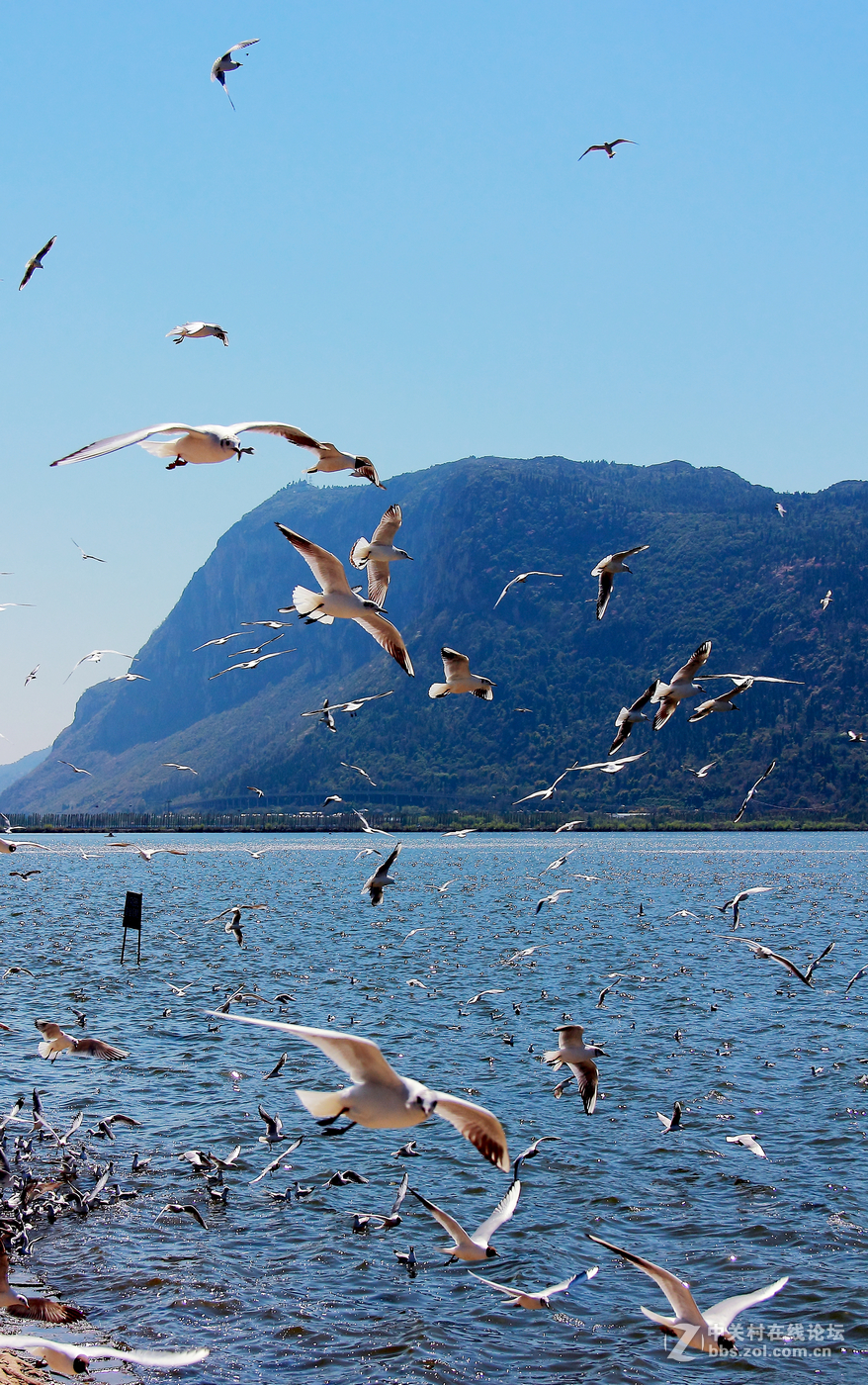 #佳能月赛-人与自然# 清清滇池水，人鸥共和谐。