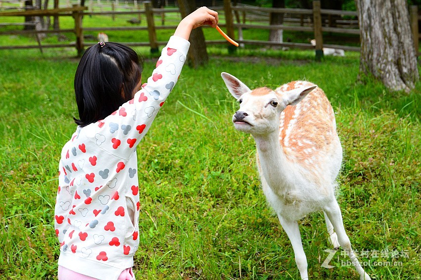 我给鹿一个薯条