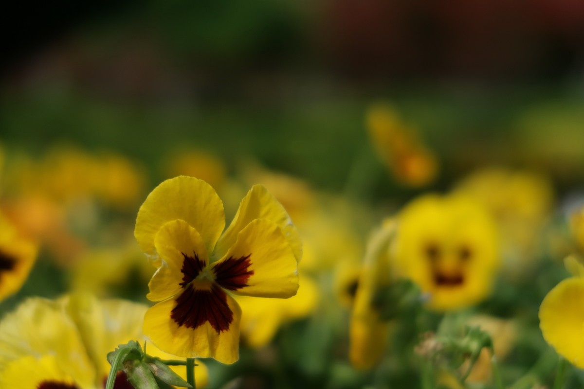 真真假假，g7x2试用（之二）