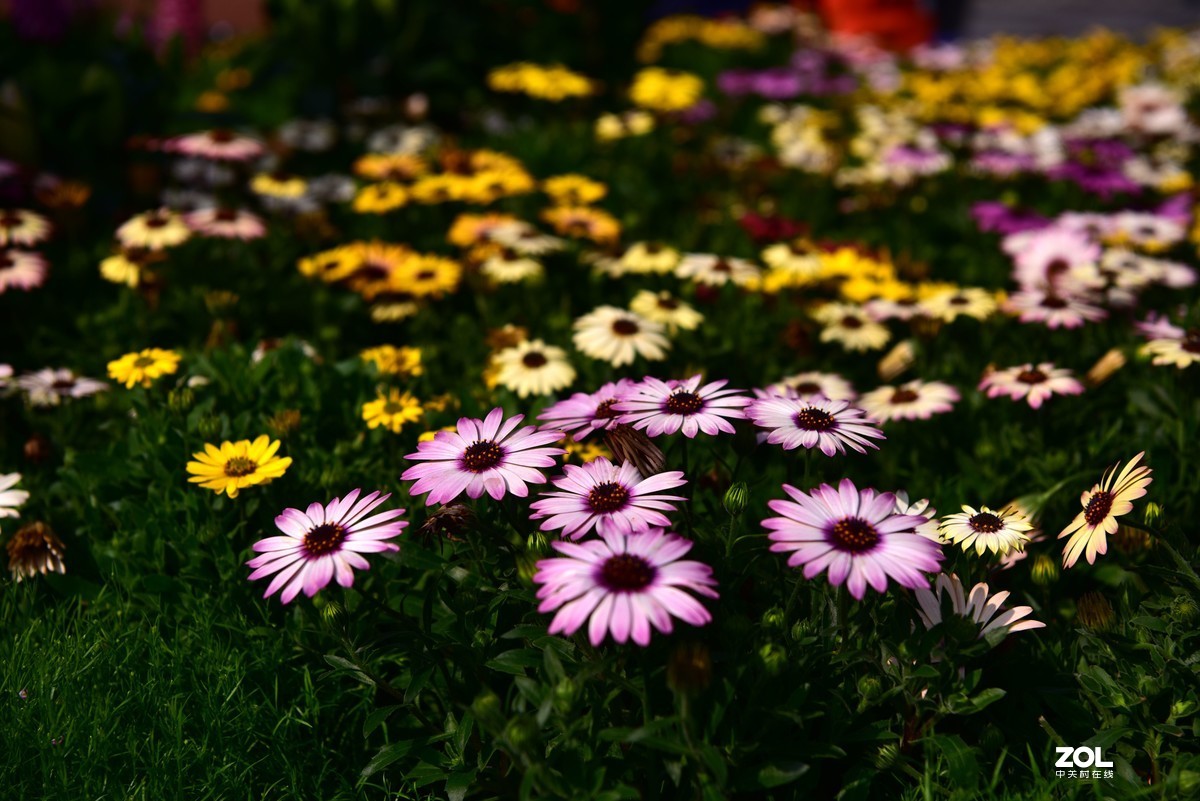 新春快乐-福田花市随拍