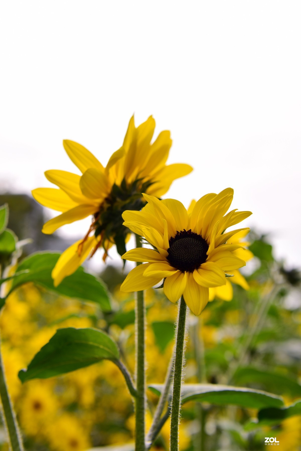 向阳花-喜气洋洋迎新春