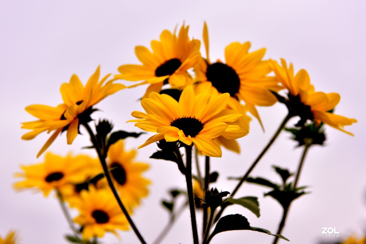 向阳花-喜气洋洋迎新春