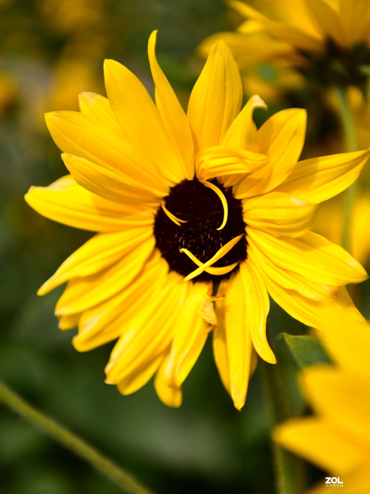 向阳花-喜气洋洋迎新春