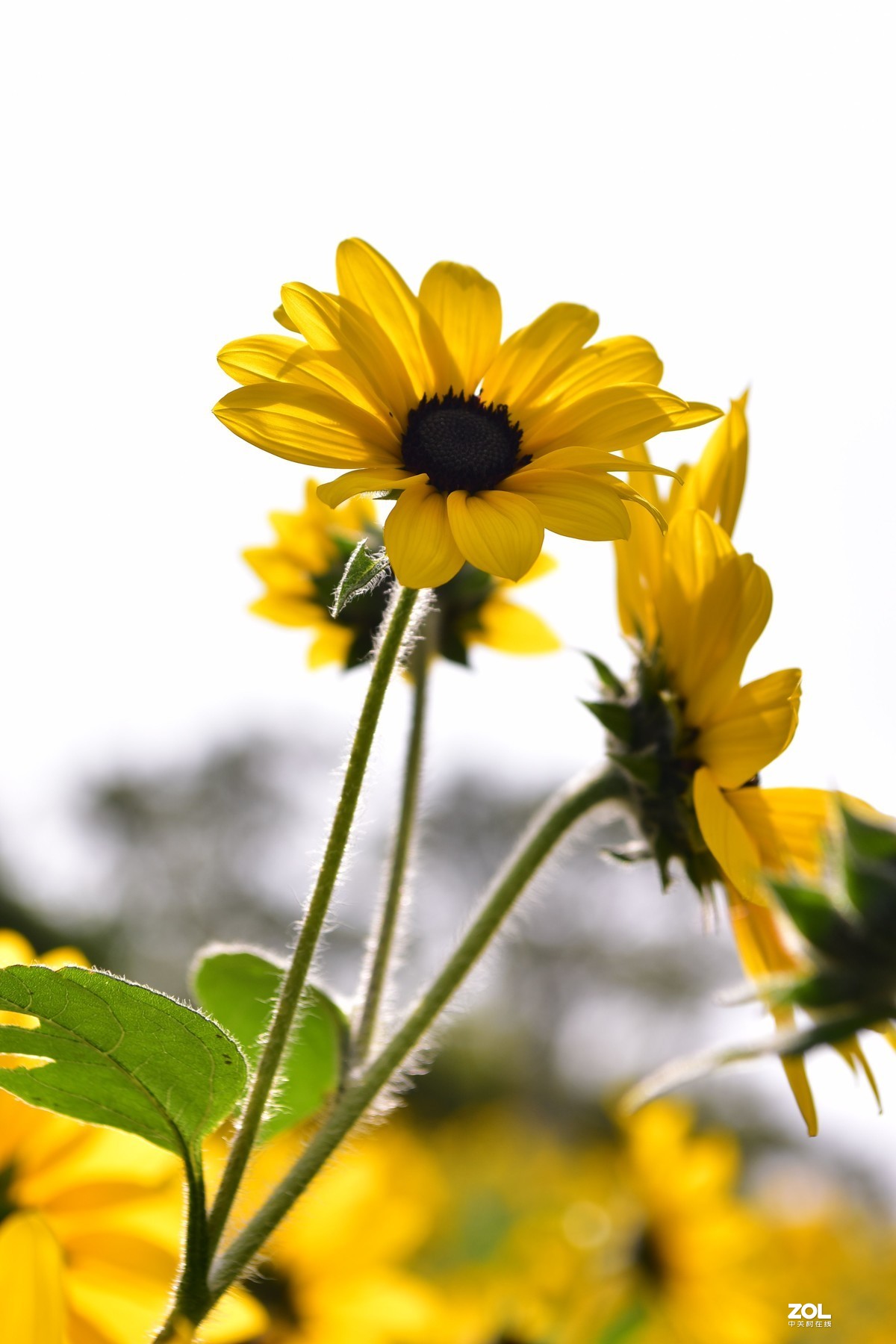 向阳花-喜气洋洋迎新春