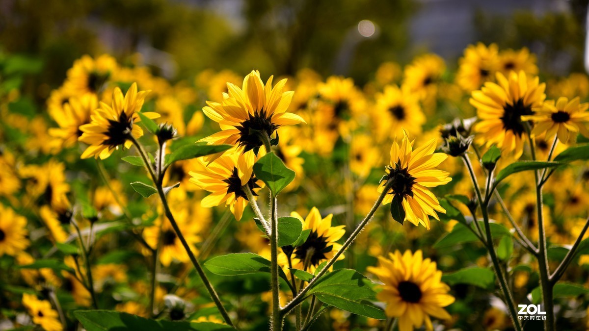 向阳花-喜气洋洋迎新春