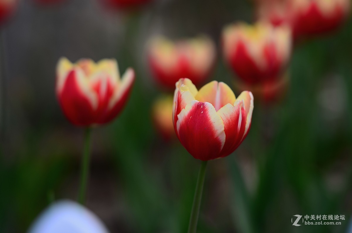 花卉世界133-红色的郁金香