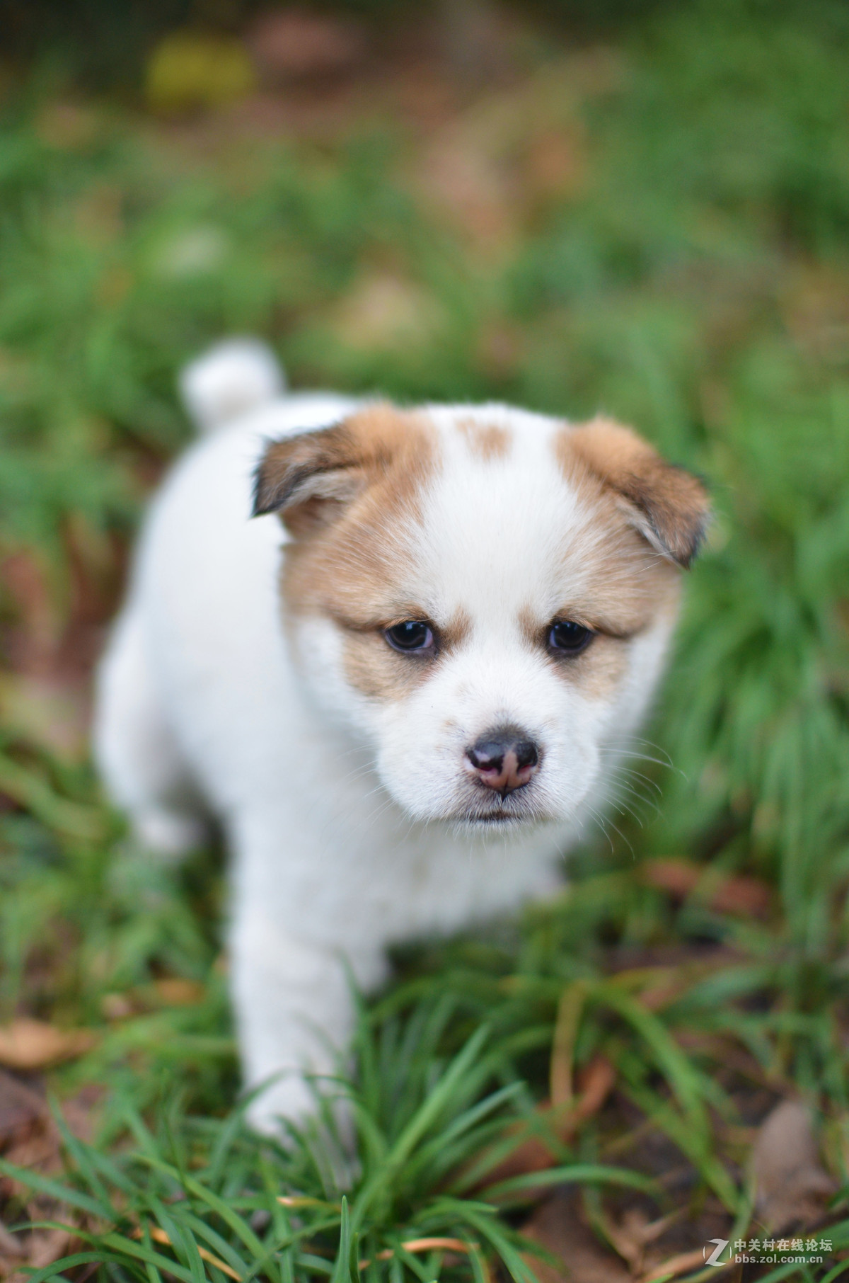 小犬日常
