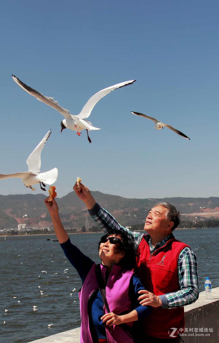 #佳能月赛-人与自然# 清清滇池水，人鸥共和谐。