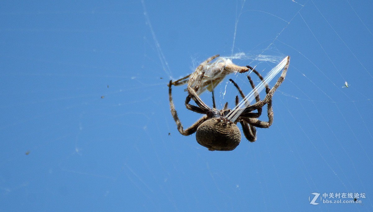 蜘蛛吐丝图