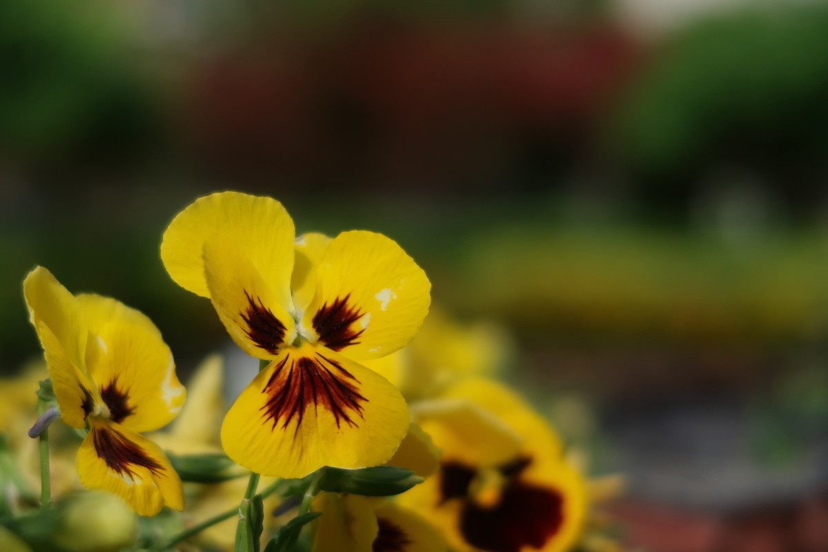 真真假假，g7x2试用（之二）