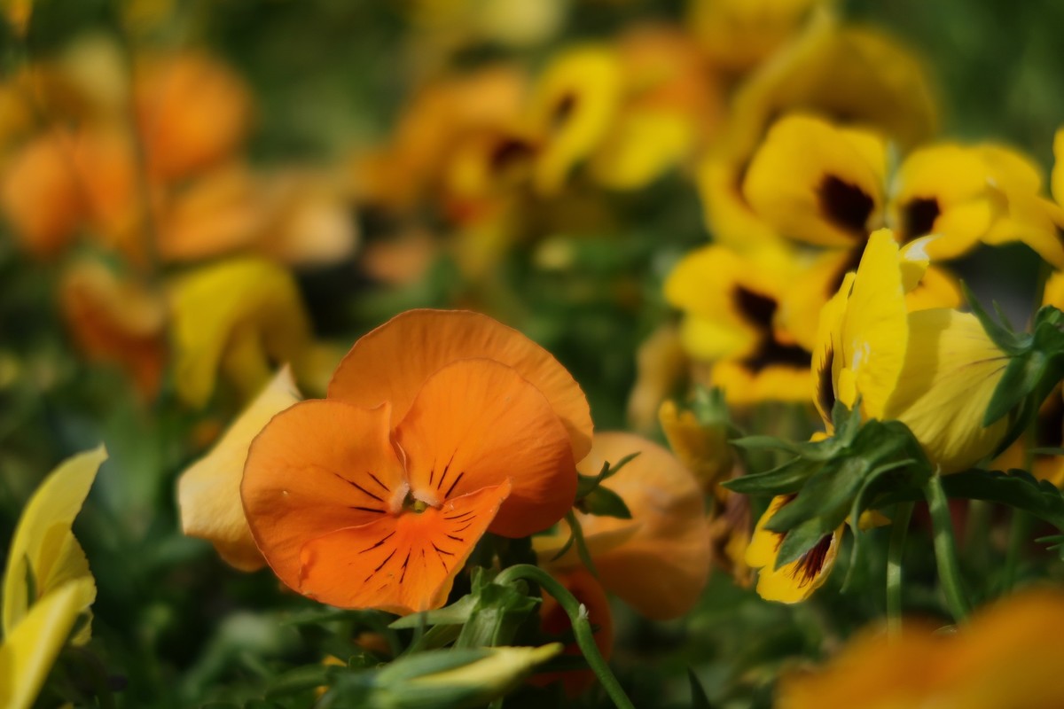 真真假假，g7x2试用（之二）