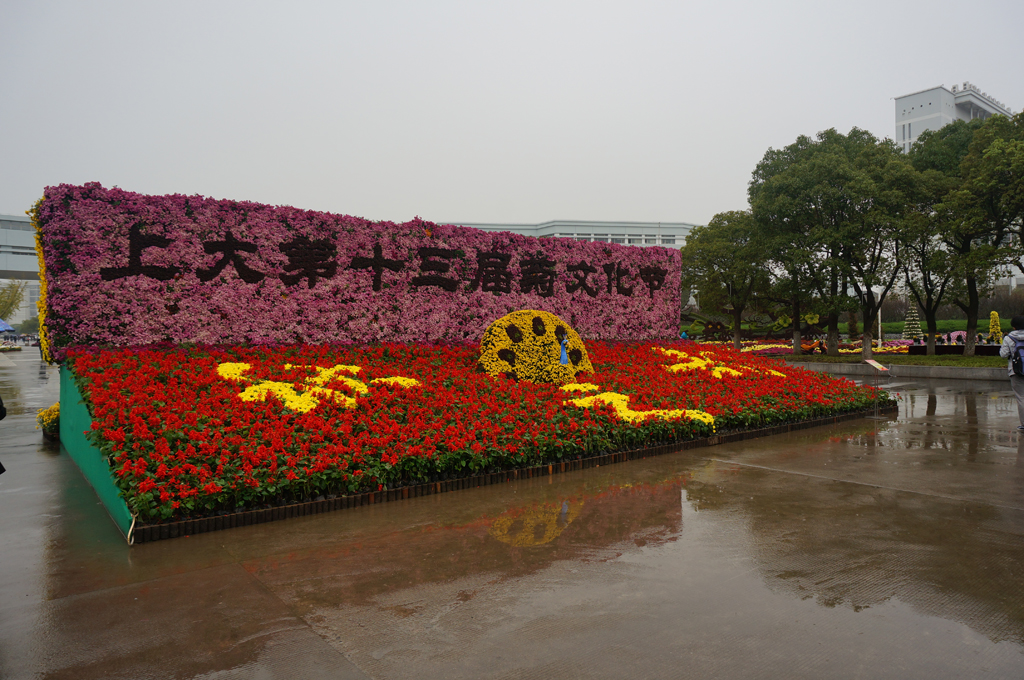 上海大学菊花展2015（雨天拍摄）