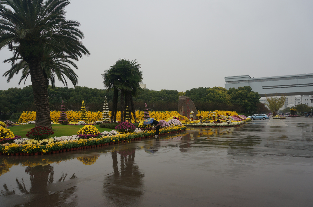 上海大学菊花展2015（雨天拍摄）