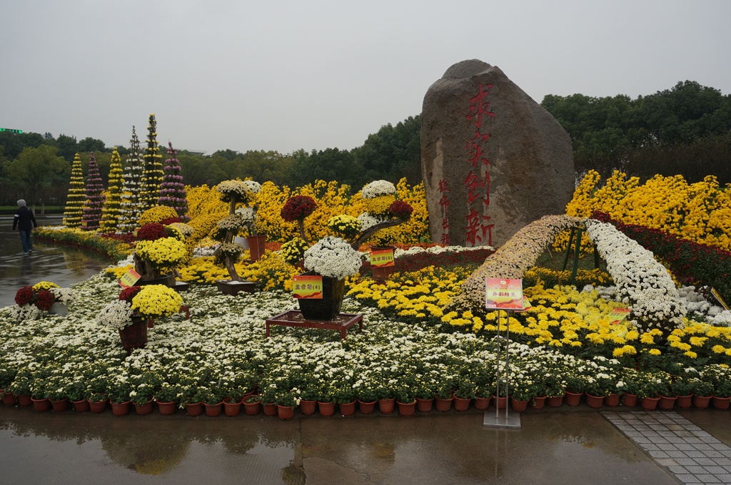 上海大学菊花展2015（雨天拍摄）