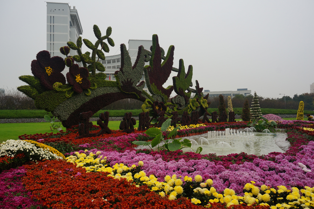 上海大学菊花展2015（雨天拍摄）