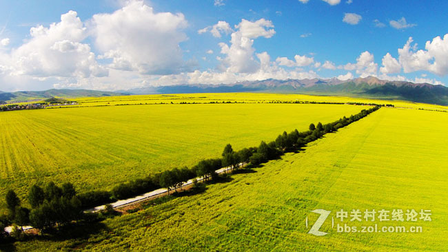 航拍青海美丽的油菜花地风光