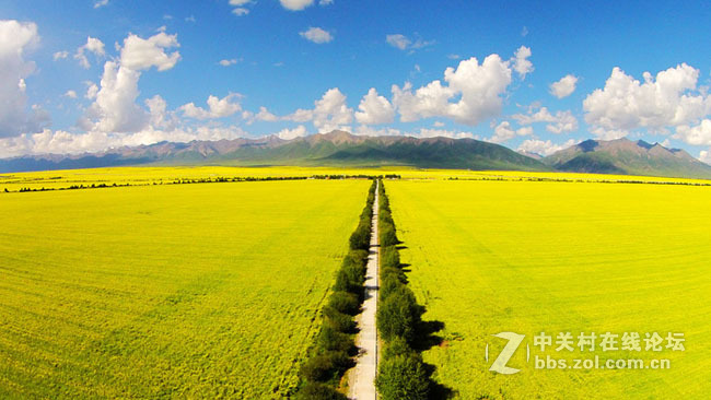 航拍青海美丽的油菜花地风光
