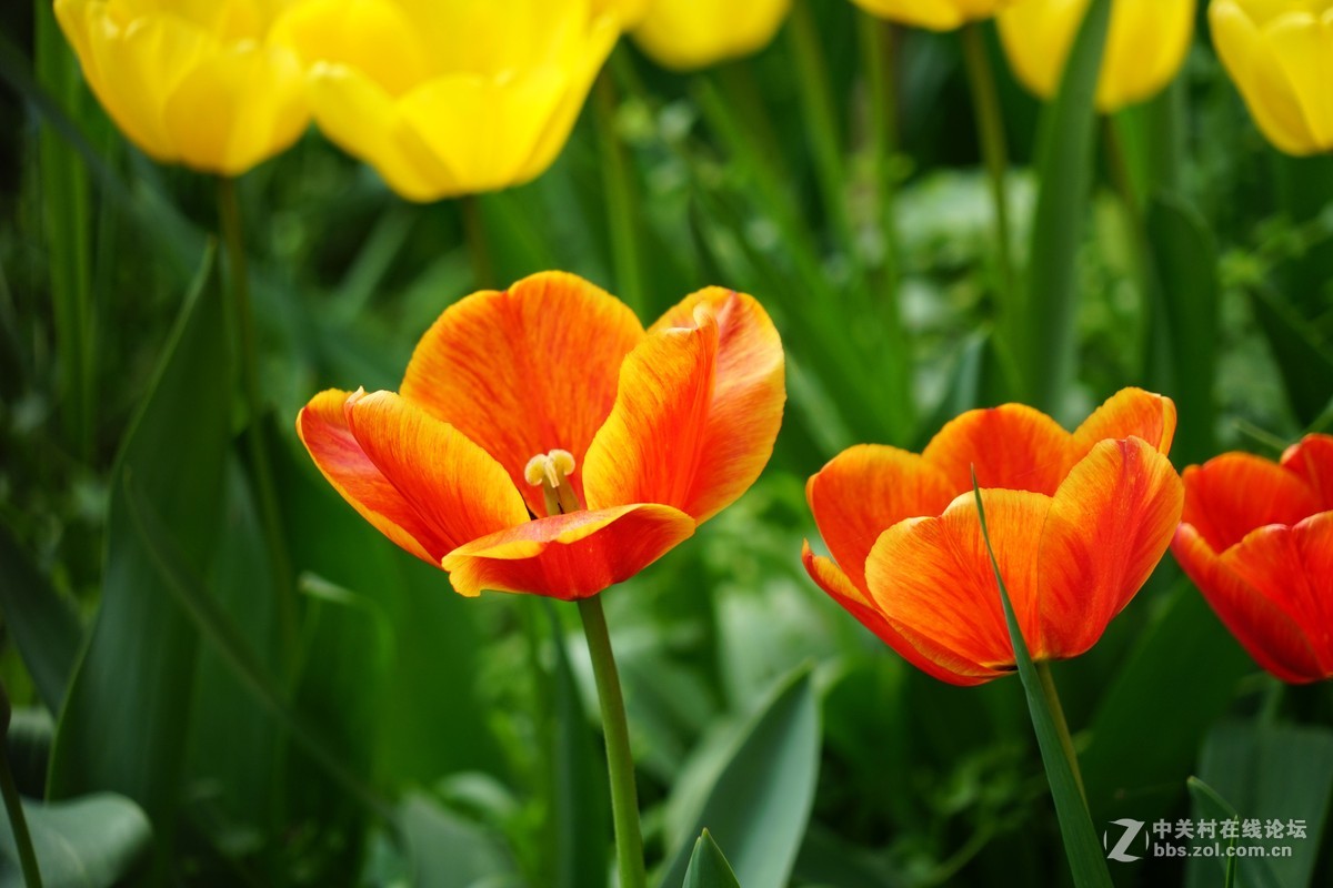 郁金香，请师友们指导！