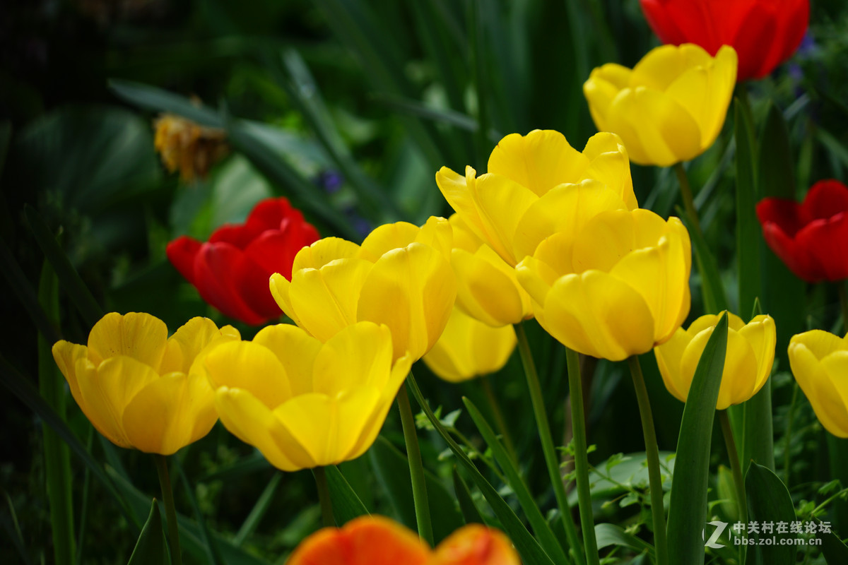 郁金香，请师友们指导！