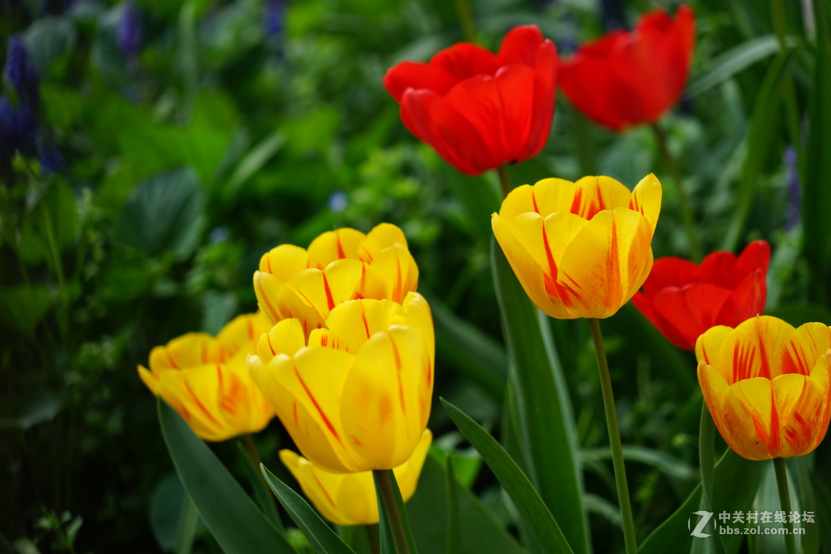 郁金香，请师友们指导！