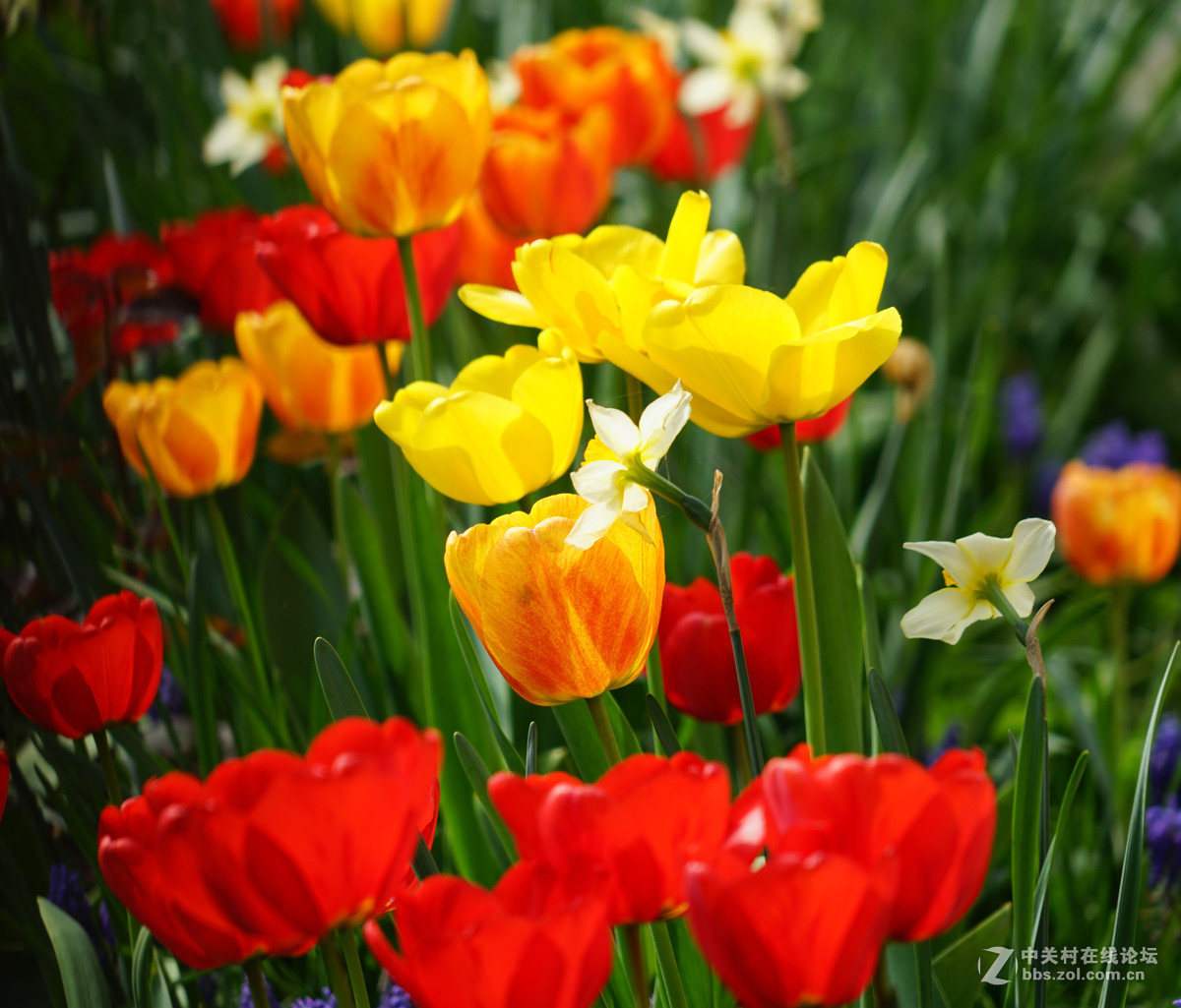 郁金香，请师友们指导！