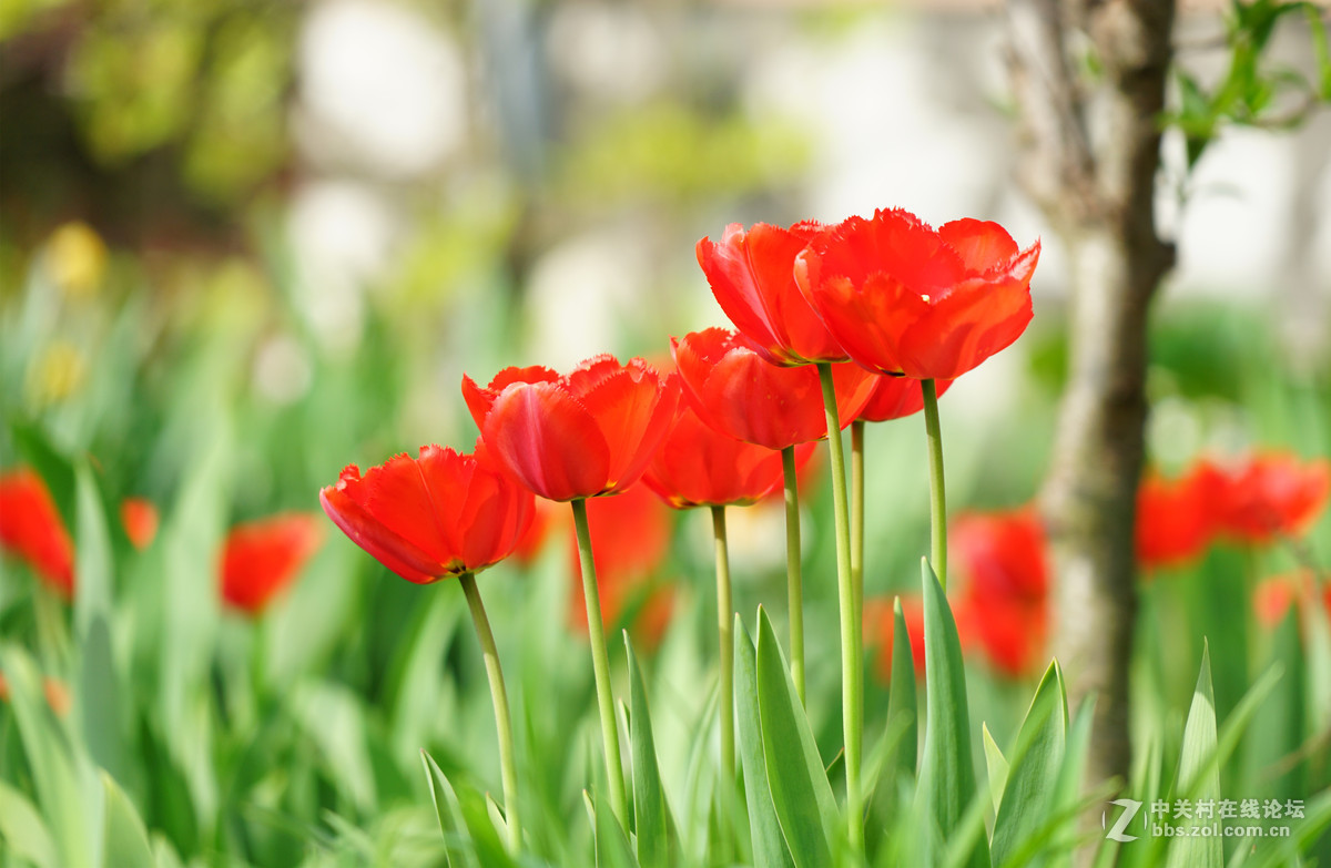 郁金香，请师友们指导！