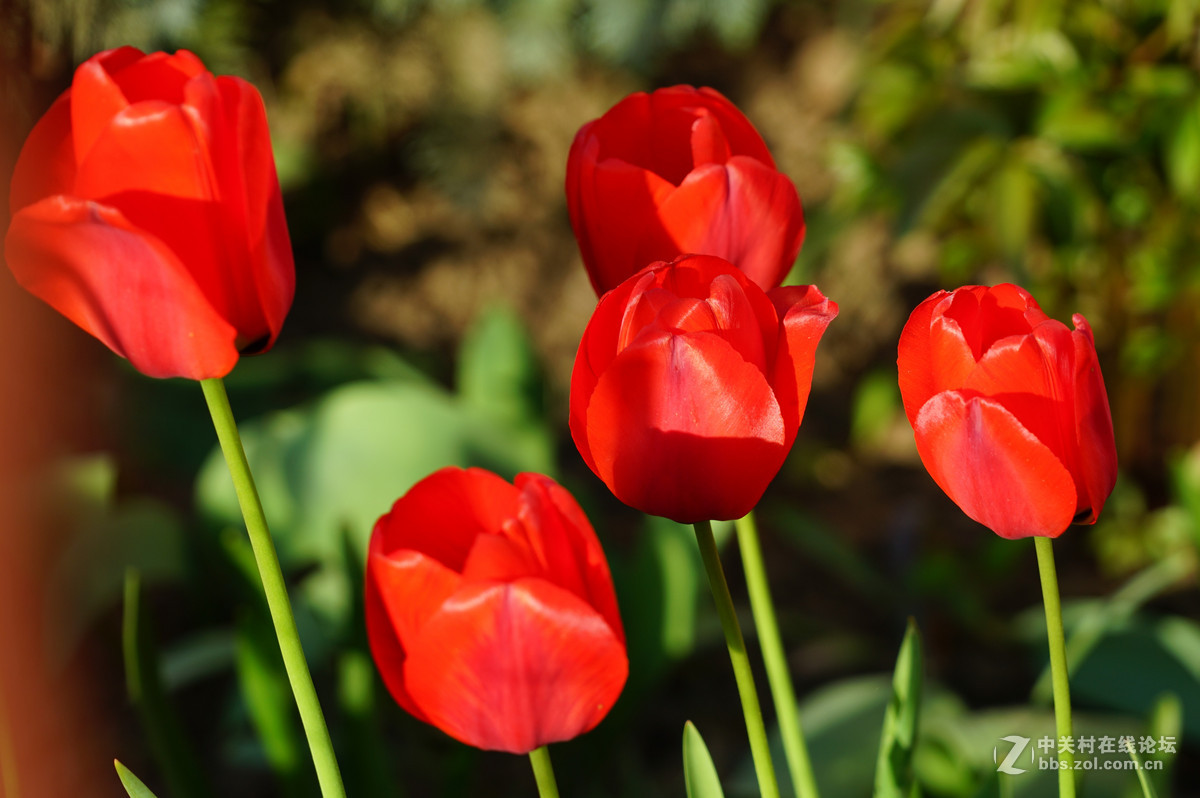 郁金香，请师友们指导！